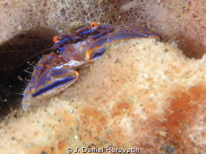 tiny crab that I have not been able to identify. by J. Daniel Horovatin 